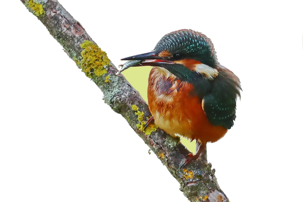 Eisvogel mit Fisch auf einem Ast