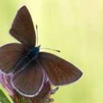 Schmetterlinge _ NABU