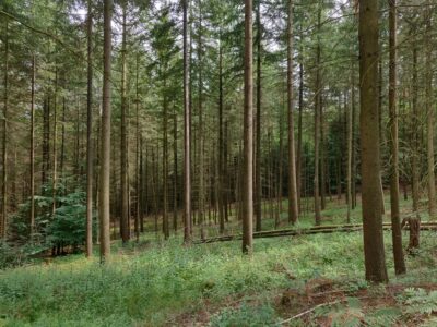 Durch den Wald