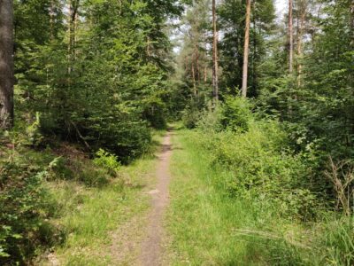 Idyllische Waldwege
