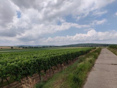 Schöne weite Felder und Ebenen und viel Wein