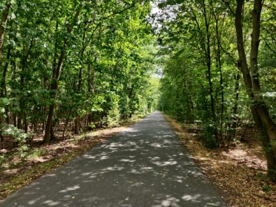 Familienroute Ried - Waldweg nach Lampertheim