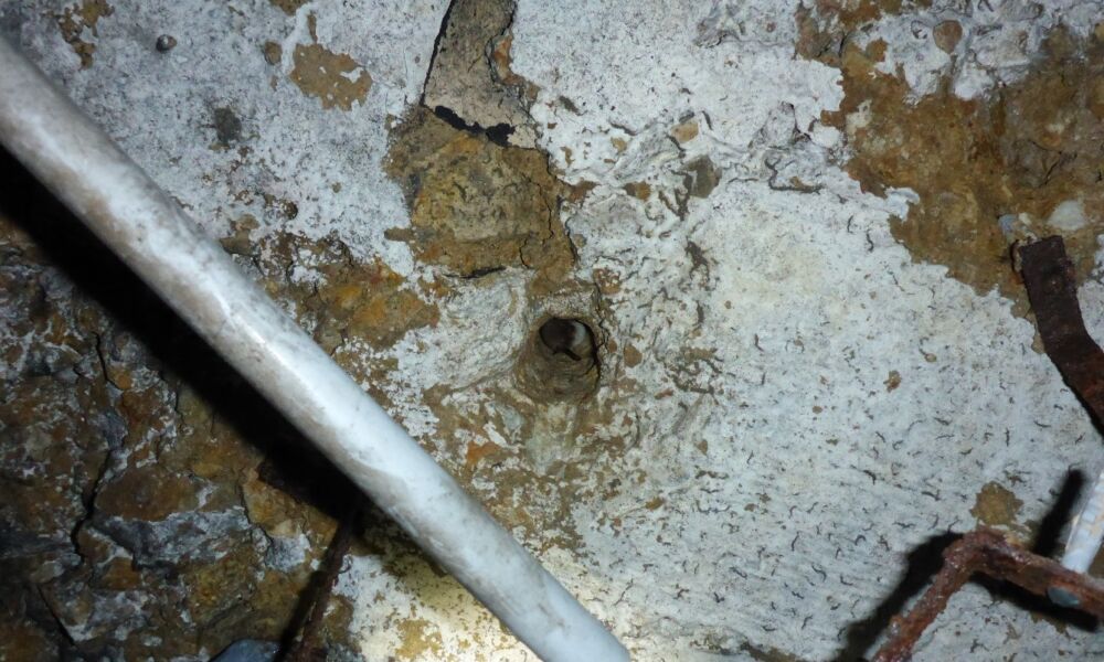 Weiter hinten im Stollen: Fransenfledermaus überwintert in einem Bohrloch