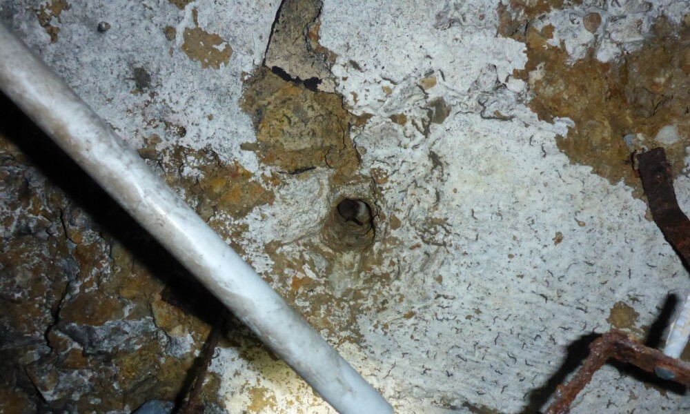 Weiter hinten im Stollen: Fransenfledermaus überwintert in einem Bohrloch