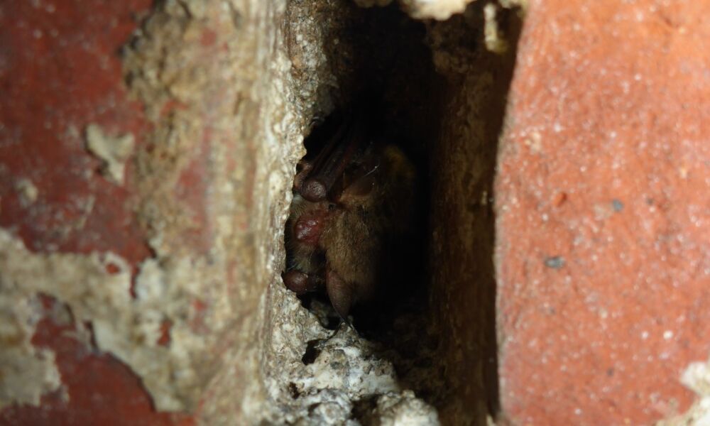 Auch Lücken im Mauerwerk werden als Versteck genutzt