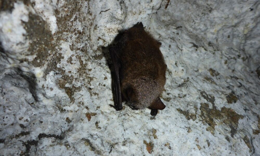 Frei hängende Bartfledermaus. Die hohe Luftfeuchtigkeit schlägt sich als Tropfen im Fell nieder
