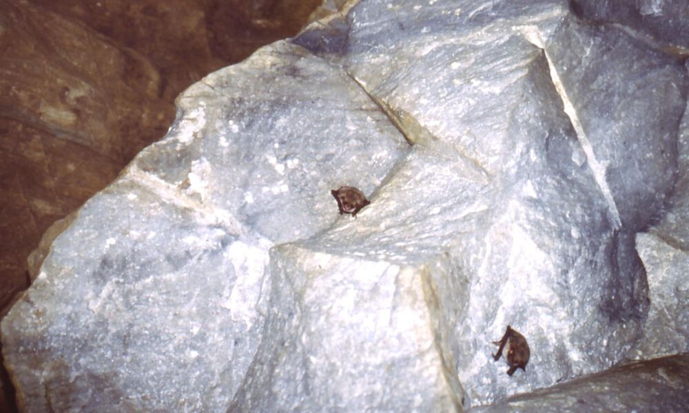 Foto aus früheren Zeiten: Mausohrfledermäuse hängen in einer inzwischen gefluteten tieferen Sohle frei im anstehenden Marmor