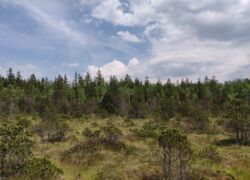 Murnauer Moos - Vegetation