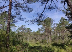 Pupplinger Au - Vegetation