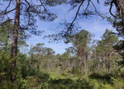 Pupplinger Au - Vegetation