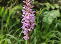 Checkliste - Auch Orchideen wurden "gecheckt"