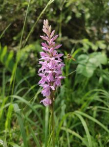 Checkliste - Auch Orchideen wurden "gecheckt"