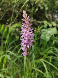 Checkliste - Auch Orchideen wurden "gecheckt"