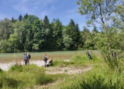 Pupplinger Au - Beobachtungen an der Isar